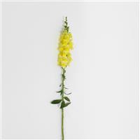 Potomac™ Yellow Snapdragon