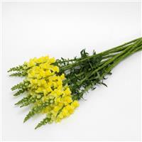 Potomac™ Yellow Snapdragon