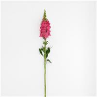 Potomac™ Dark Pink Snapdragon