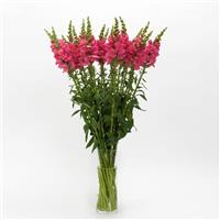 Potomac™ Dark Pink Snapdragon