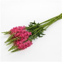 Potomac™ Dark Pink Snapdragon