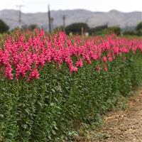 Potomac™ Dark Pink Snapdragon