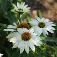 Echinacea PowWow<sup>®</sup> White