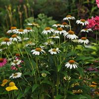 Echinacea PowWow<sup>®</sup> White