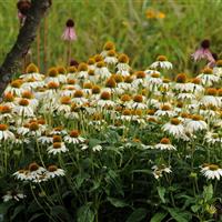 Echinacea PowWow<sup>®</sup> White