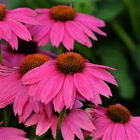 Echinacea PowWow<sup>®</sup> Wild Berry