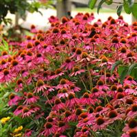 Echinacea PowWow<sup>®</sup> Wild Berry