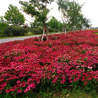 Echinacea PowWow<sup>®</sup> Wild Berry