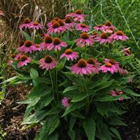 Echinacea PowWow<sup>®</sup> Wild Berry