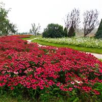 Echinacea PowWow<sup>®</sup> Wild Berry