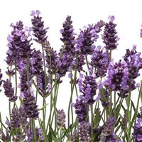 Lavandula Ellagance Purple