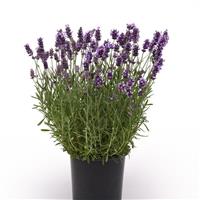 Lavandula Ellagance Purple