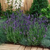 Lavandula Ellagance Purple