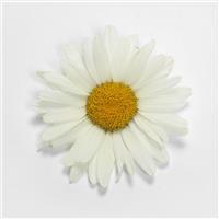 Leucanthemum White Lion