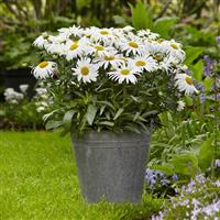 Leucanthemum White Lion