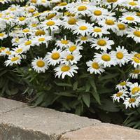 Leucanthemum White Lion