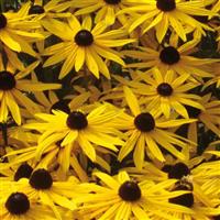 Rudbeckia Goldsturm