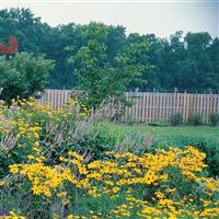 Rudbeckia Goldsturm