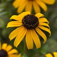 Rudbeckia Goldblitz