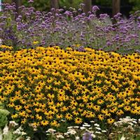 Rudbeckia Goldblitz