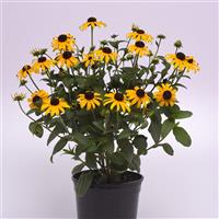 Rudbeckia Goldblitz