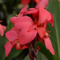 Cannova<sup>®</sup> Rose Canna