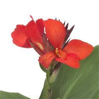 Cannova<sup>®</sup> Scarlet Canna