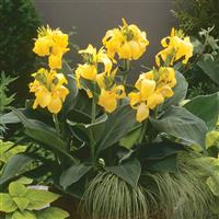 Cannova<sup>®</sup> Yellow Canna