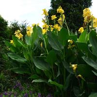 Cannova<sup>®</sup> Yellow Canna