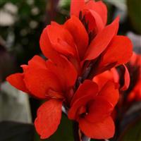 Cannova<sup>®</sup> Bronze Scarlet Canna