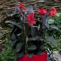 Cannova<sup>®</sup> Bronze Scarlet Canna