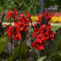 Cannova<sup>®</sup> Bronze Scarlet Canna