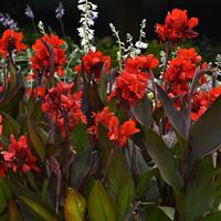 Cannova<sup>®</sup> Bronze Scarlet Canna