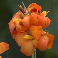 Cannova<sup>®</sup> Orange Shades Canna