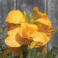 Cannova<sup>®</sup> Gold Leopard Canna