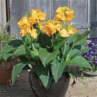 Cannova<sup>®</sup> Gold Leopard Canna