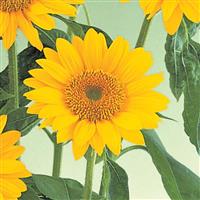 Sunrich Gold Sunflower