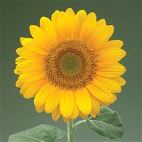 Sunrich Gold Summer Sunflower