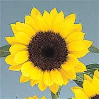 Sunrich Lemon Summer Sunflower