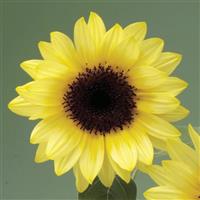 Sunrich Limoncello Summer Sunflower