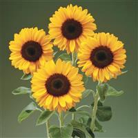 Sunrich Provence Summer Sunflower