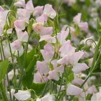 Spring Sunshine Blush Sweet Pea