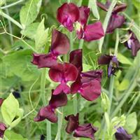 Spring Sunshine Burgundy Sweet Pea