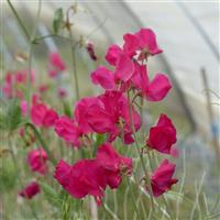 Spring Sunshine Cerise Sweet Pea