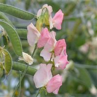 Spring Sunshine Champagne Sweet Pea