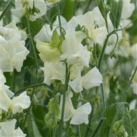 Spring Sunshine Cream Sweet Pea