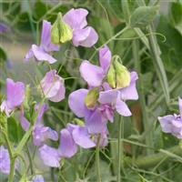 Spring Sunshine Lilac Sweet Pea