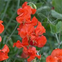 Spring Sunshine Orange Sweet Pea