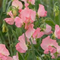 Spring Sunshine Peach Sweet Pea