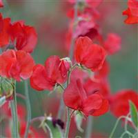 Spring Sunshine Scarlet Sweet Pea